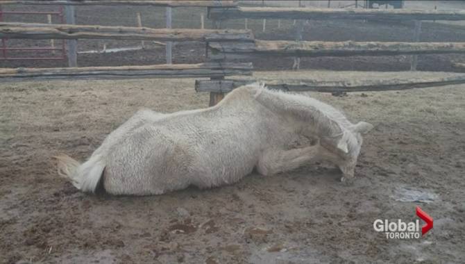 Ontario horse sanctuary accused of animal neglect